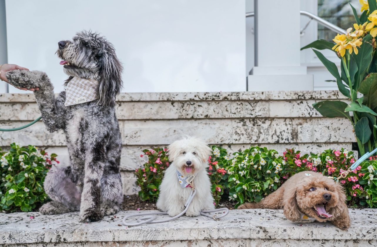 Three leashed dogs sitting on a stone ledge surrounded by flowers.