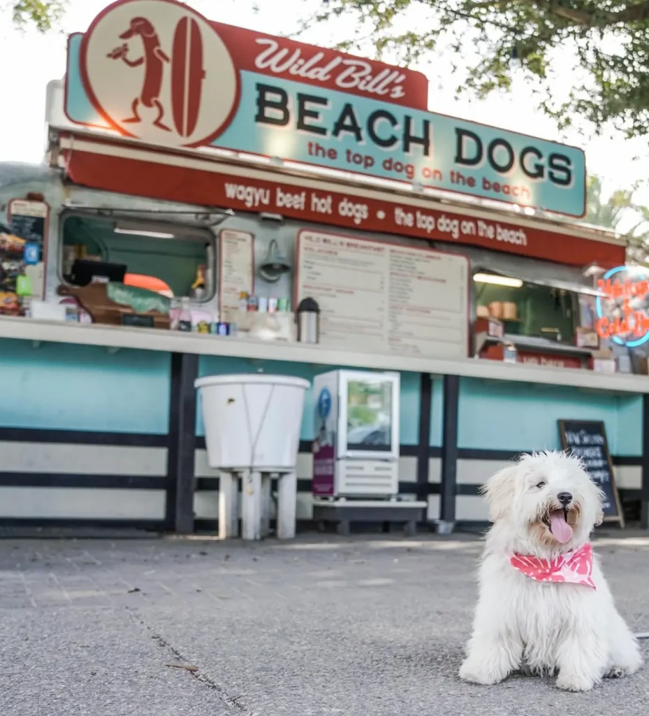dog posing in seaside florida