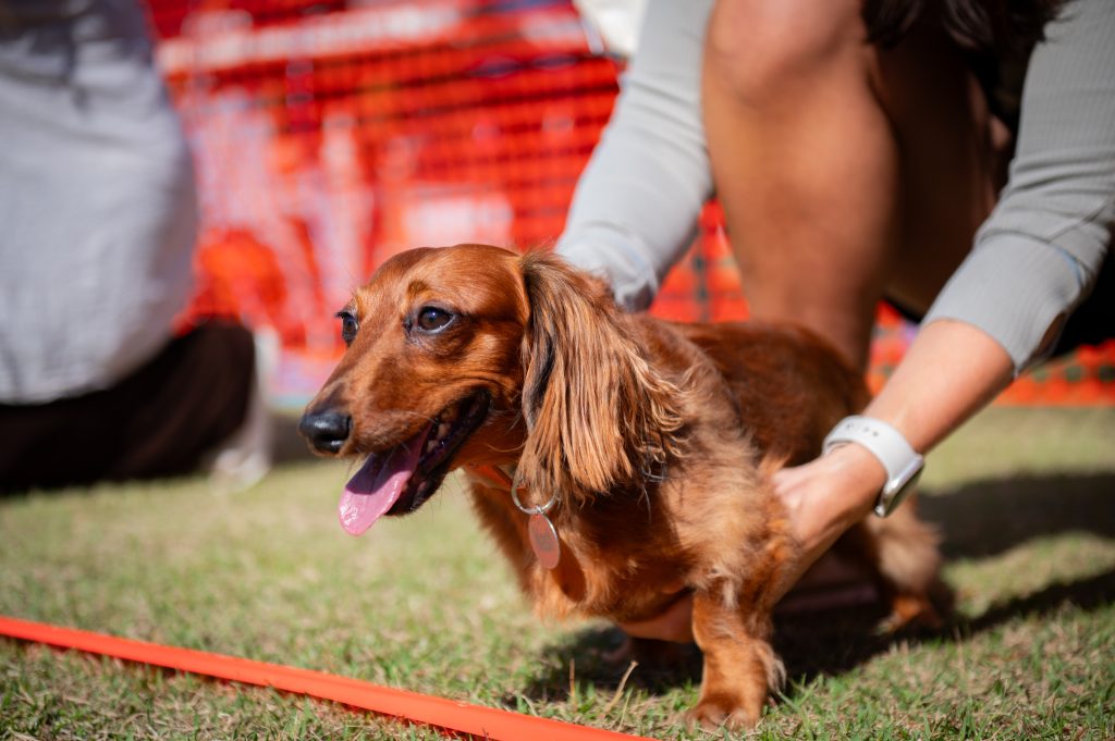 Brown dachshund dog on grass being gently held by person near orange event fencing.