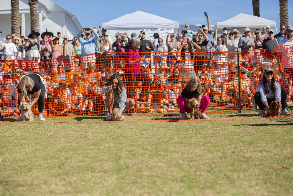 Participants crouch at a starting line with small dogs, while a large crowd watches from behind a safety fence outdoors