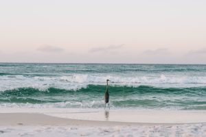 45 facts about seaside A great blue heron standing at the water's edge as emerald waves roll in on a Seaside, Florida beach at dusk.